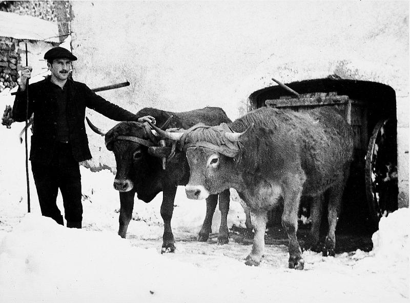 Homme sortant du fumier (fems) avec une paire de bovidés (parelh) attelés dans la neige (nèu), à La Bessière, 1964