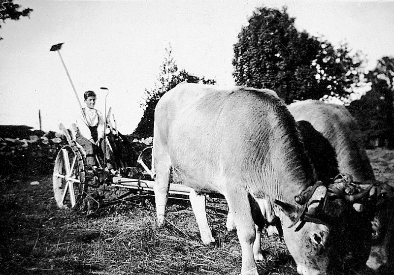 Fauchage mécanisé avec paire de bovidés (parelh), 1938