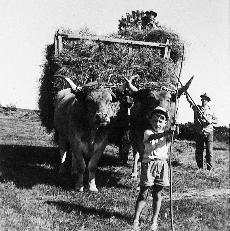 Chargement manuel du foin sur char-cage ou à claies (carri de cledas), paire de bovidés (parelh), en Aubrac (secteur de Laguiole), 1964