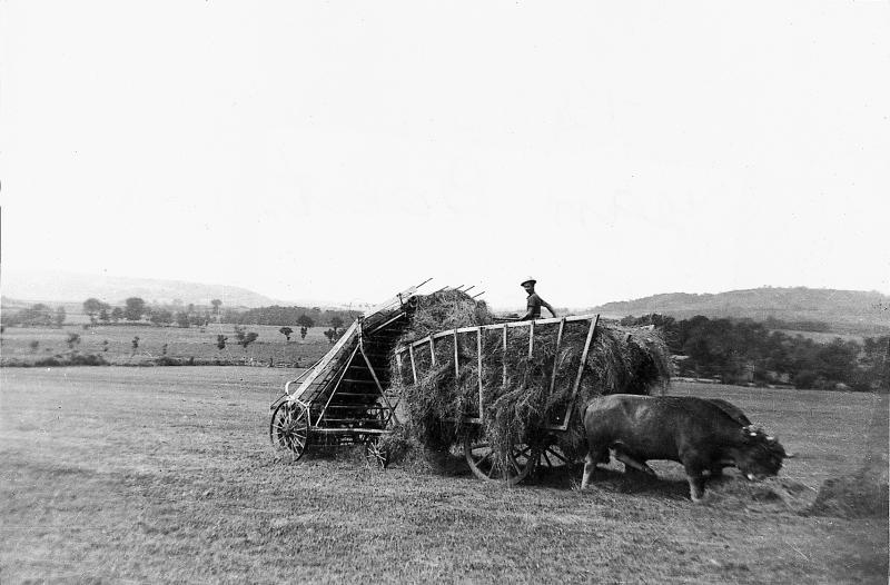 Chargement mécanisé du foin sur char-cage ou à claies (carri de cledas), paire de bovidés (parelh), à Barrio, 1943