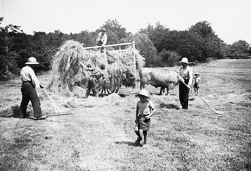 Râtelage et chargement manuels du foin sur char-cage ou à claies (carri de cledas), paire de bovidés (parelh), à Mouilhac, vers 1950