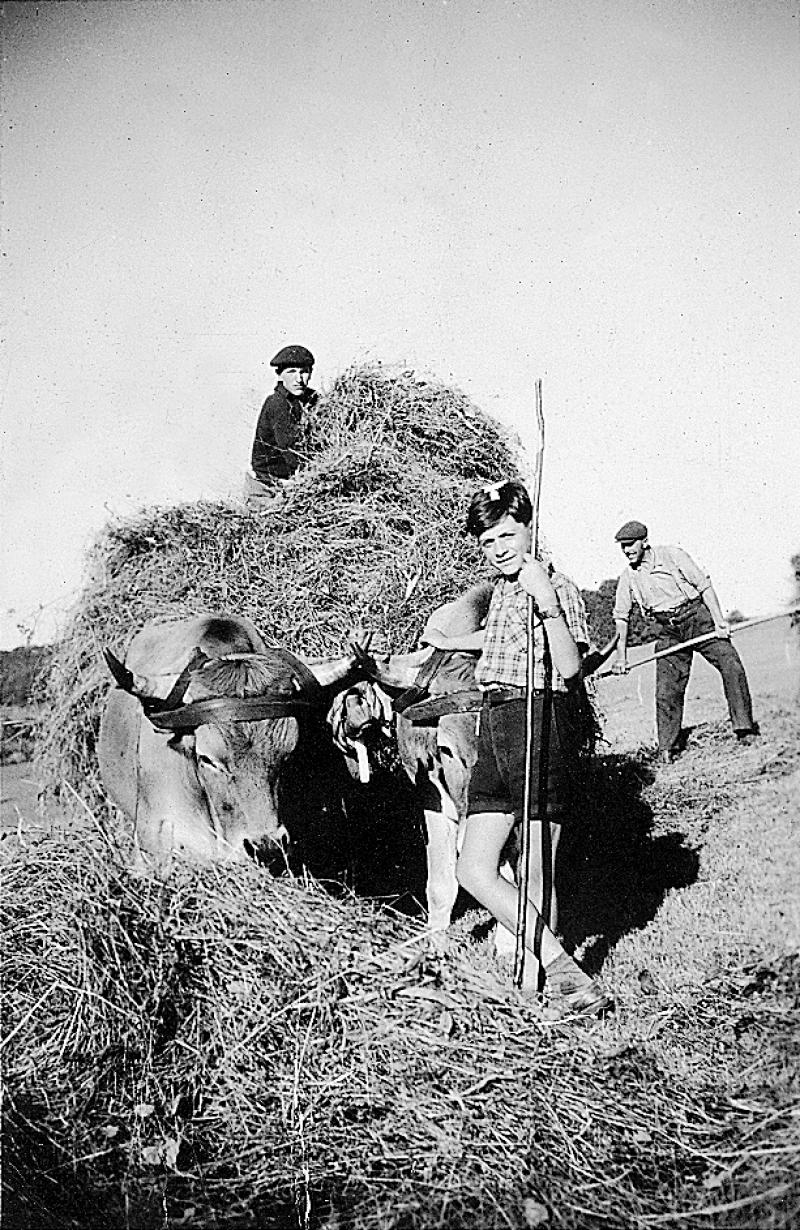 Chargement manuel du foin, paire de bovidés (parelh), à Vayssaire, 1956