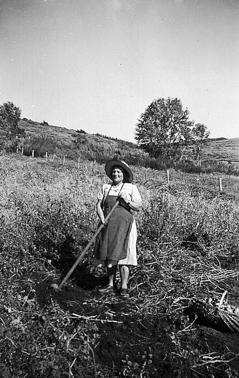 Femme arrachant des pommes de terre (patanons, trufas, trufes, trufets), à Longue Roque, vers 1970