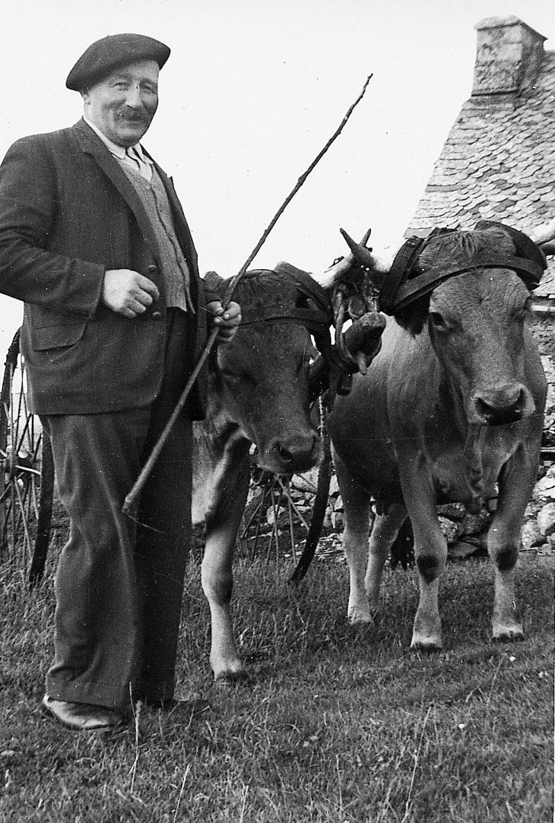 Homme devant paire de bovidés (parelh) et râteau faneur, à Ruols, 1953