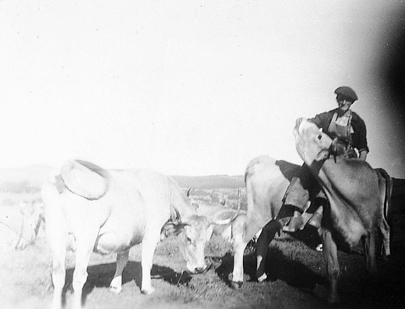 Buronnier (montanhièr) juché sur un bovidé, à Servel, 1952