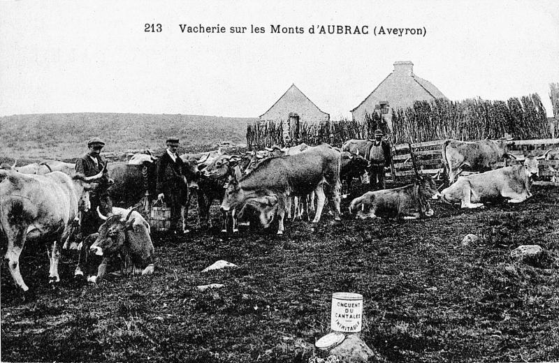 213 Vacherie sur les Monts d'AUBRAC (Aveyron), en Aubrac (secteur de Laguiole)
