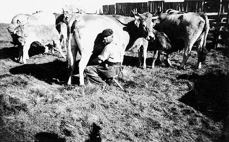 Traite manuelle (molza) d'une vache au parc de claies (pargue), en Aubrac (secteur de Laguiole)