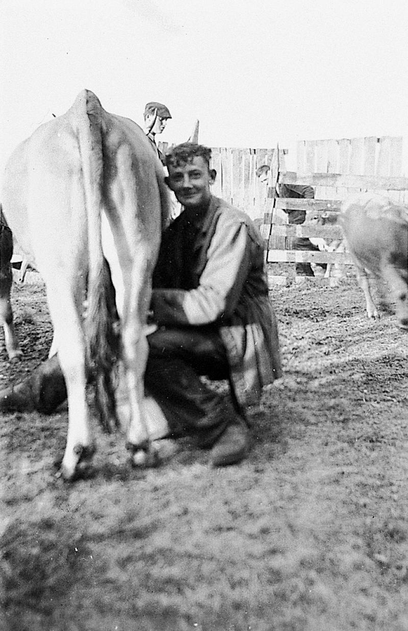 Traite manuelle (molza) d'une vache au parc de claies (pargue), en Aubrac (secteur de Laguiole)