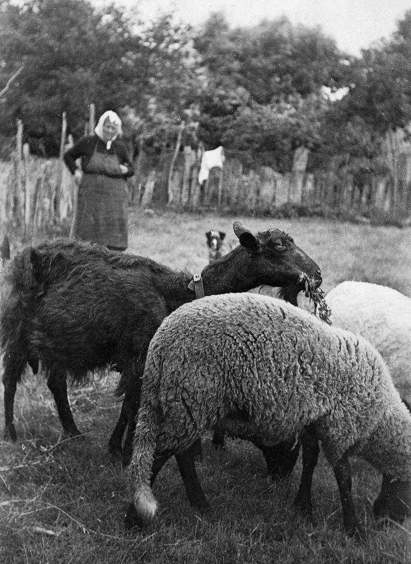 Gardienne (pastra) de brebis (fedas) et d'une chèvre (cabra) noire, à Crozillac, 1946