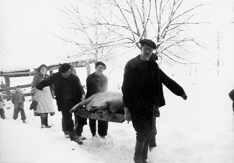 ​Abattage (masèl) du cochon (pòrc, tesson) : transport sur une civière (baiard) du cochon abattu dans la neige (nèu), à Mouilhac, vers 1950