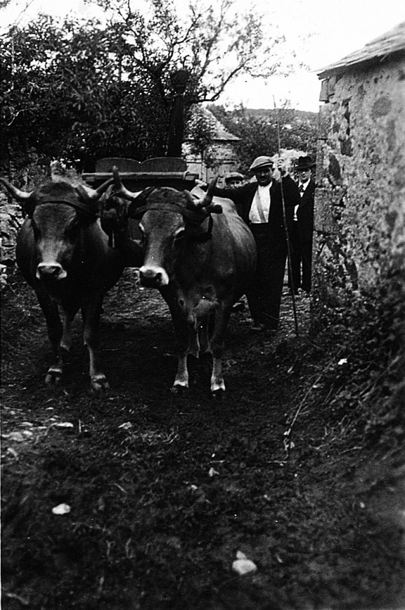 Charroi (carreg) avec paire de bovidés (parelh) et char (carri), en Viadène (secteur de Saint-Amans des Cots), 1939