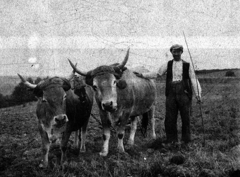  Temps de pause durant labour (laur, laurada) avec paire de bovidés (parelh) et charrue Brabant, à Oulhas, avant 1934