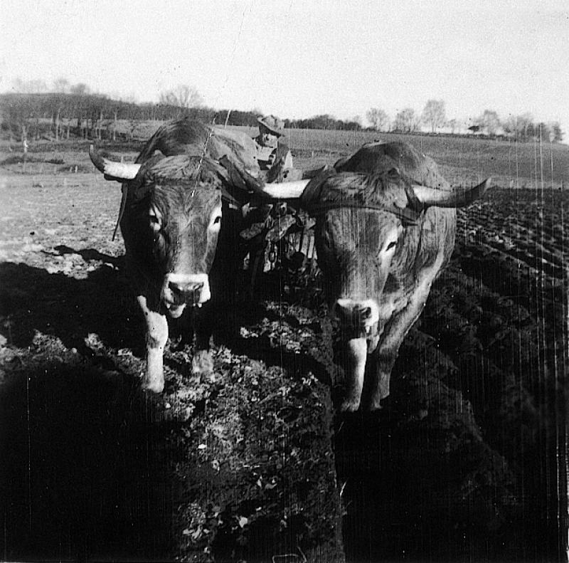  Labour (laur, laurada) avec paire de bovidés (parelh) et charrue Brabant, en Viadène (secteur de Saint-Amans des Cots)