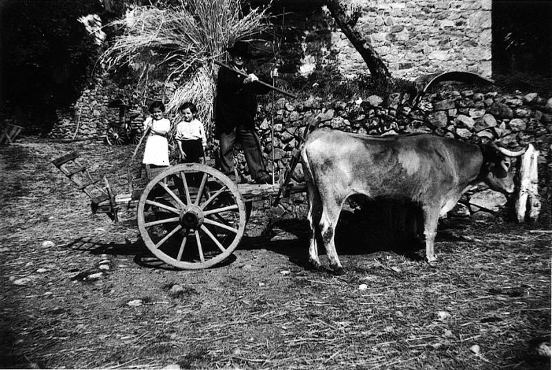 Charroi (carreg) de gerbes (garbas) avec paire de bovidés (parelh), en Viadène (secteur de Saint-Amans des Cots), 24 août 1952