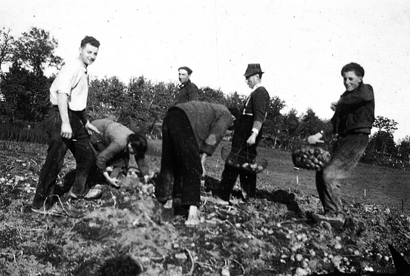 Récolte des pommes de terre (patanons, trufas, trufes, trufets), à La Borie, 1943