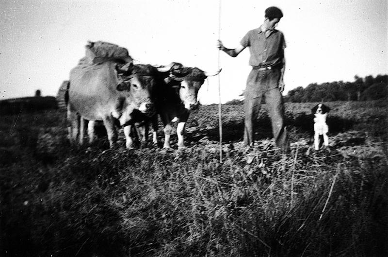 Charroi (carreg) de sacs (sacas) avec paire de bovidés (parelh), aux Bories, 1950