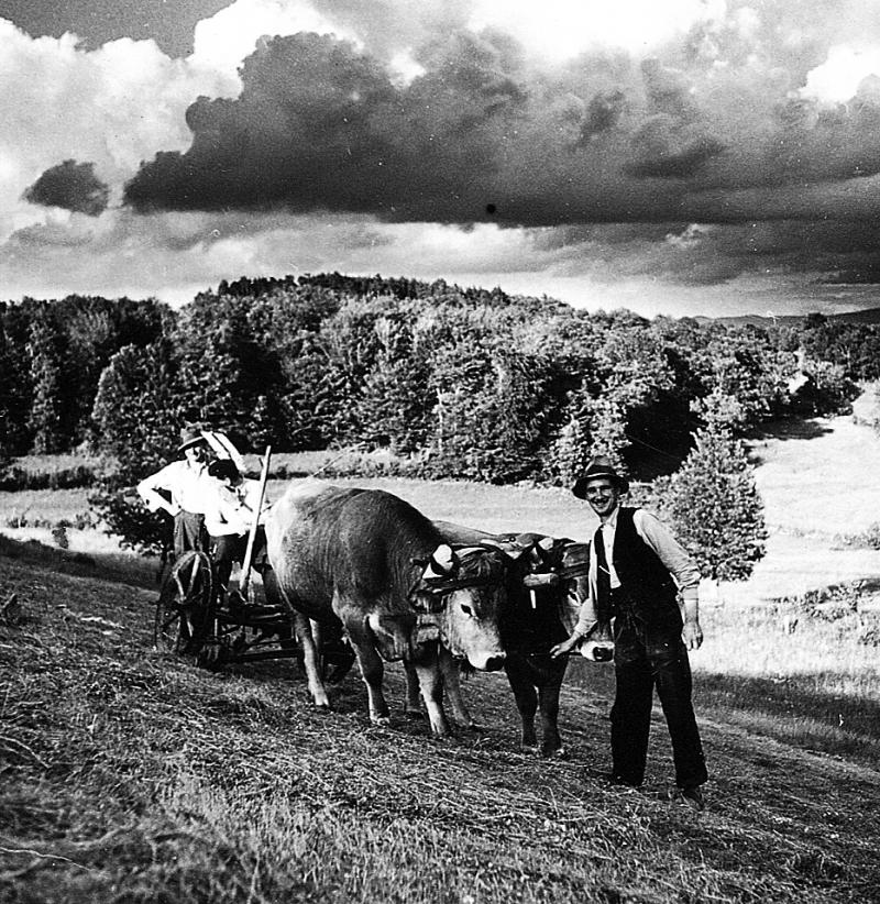 ​Temps de pause durant fauchage mécanisé avec paire de bovidés (parelh), à La Borie, 1941