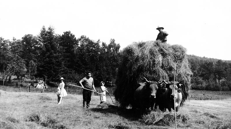 Temps de pause durant râtelage et chargement manuels du foin, paire de bovidés (parelh), en Viadène (secteur de Saint-Amans des Cots), août 1969