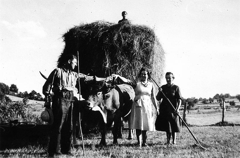 Temps de pause (beguda) durant chargement manuel du foin, paire de bovidés (parelh), en Viadène (secteur de Saint-Amans des Cots), août 1952