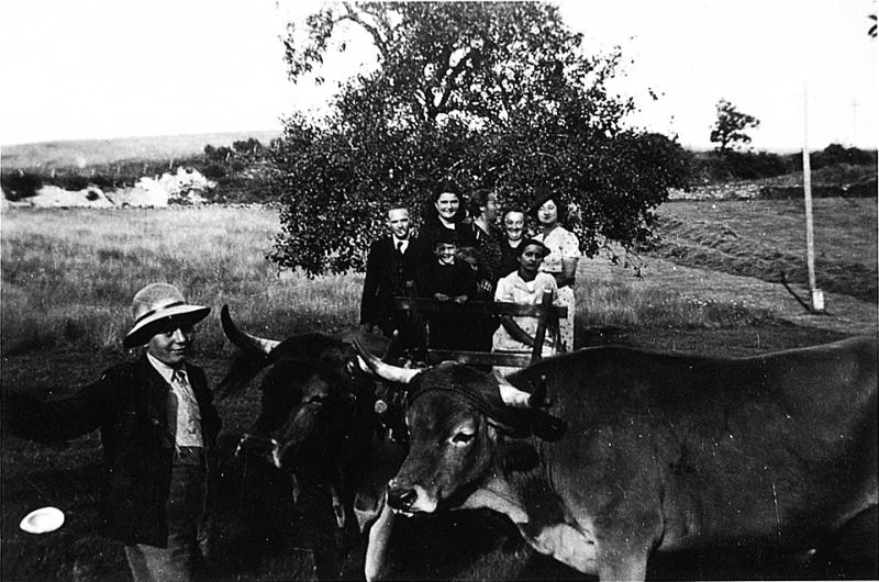 Paire de bovidés (parelh) et famille, à La Pradalie