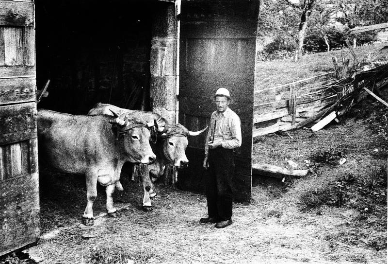 ​Homme et paire de bovidés (parelh) sortant d'une grange, en Viadène (secteur de Saint-Amans des Cots)