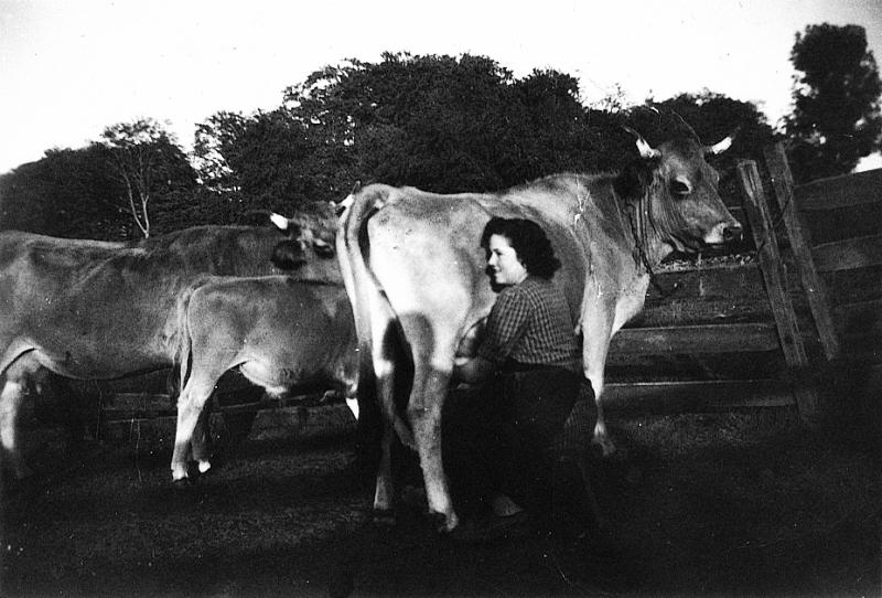 Femme trayant une vache au parc de claies (pargue), en Viadène (secteur de Saint-Amans des Cots), 1950