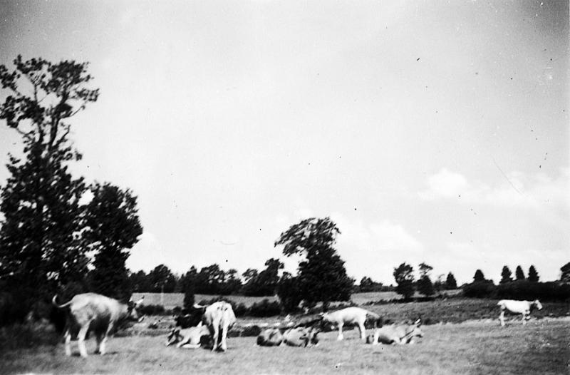 Troupeau de bovidés (vacada), à La Borie, 1941