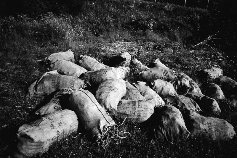  Sacs (sacas) de gentiane (ginçana), en Viadène (secteur de Sainte-Geneviève sur Argence), octobre 1998