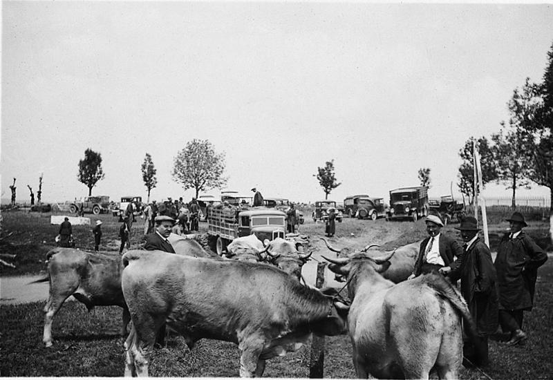 Maquignons, bovidés et bétaillères sur le champ de foire (fièiral) du 29 août
