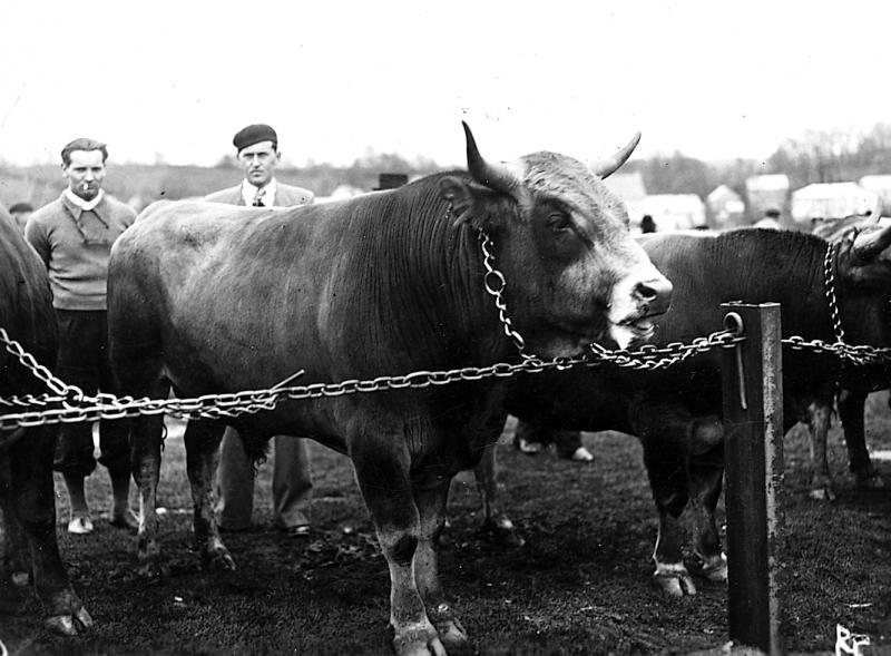 Maquignons et bovidés sur le champ de foire (fièiral), au Cambon, 1945-1946