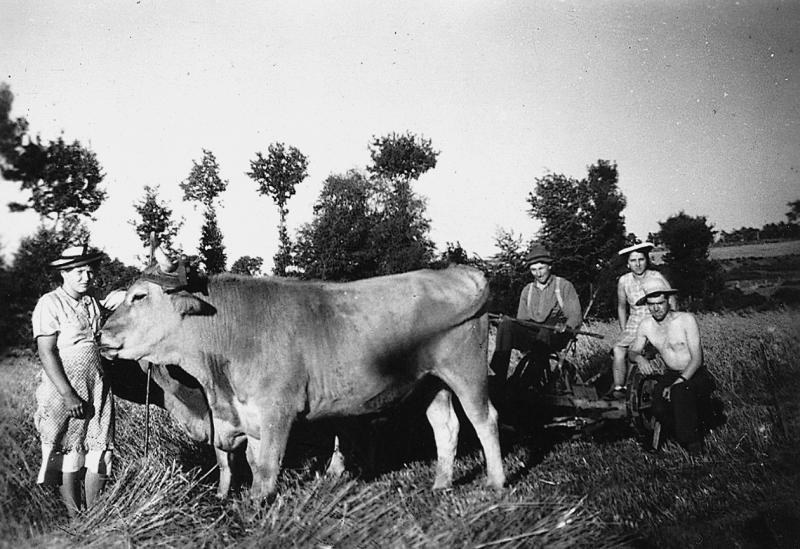 Temps de pause durant moisson (meisson, sèga) mécanisée avec paire de bovidés (parelh), à La Souque, 1946