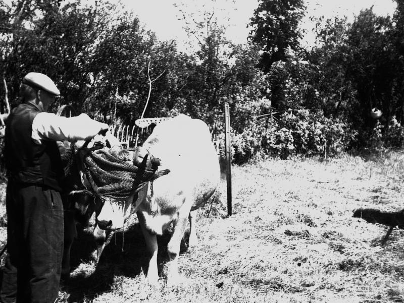 Râtelage mécanisé avec paire de bovidés (parelh), 1949