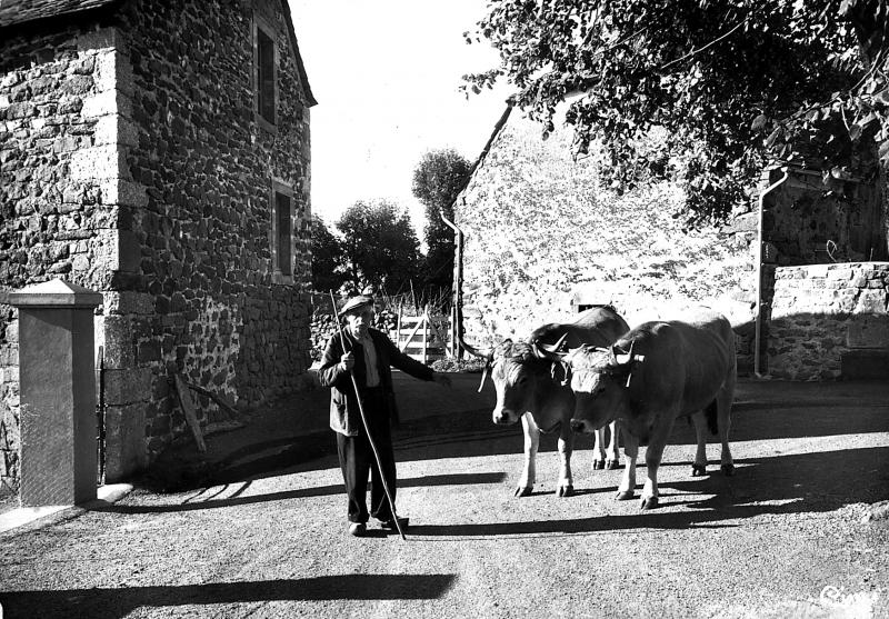 Homme devant paire de bovidés (parelh) dans la rue (carrièira), 1950