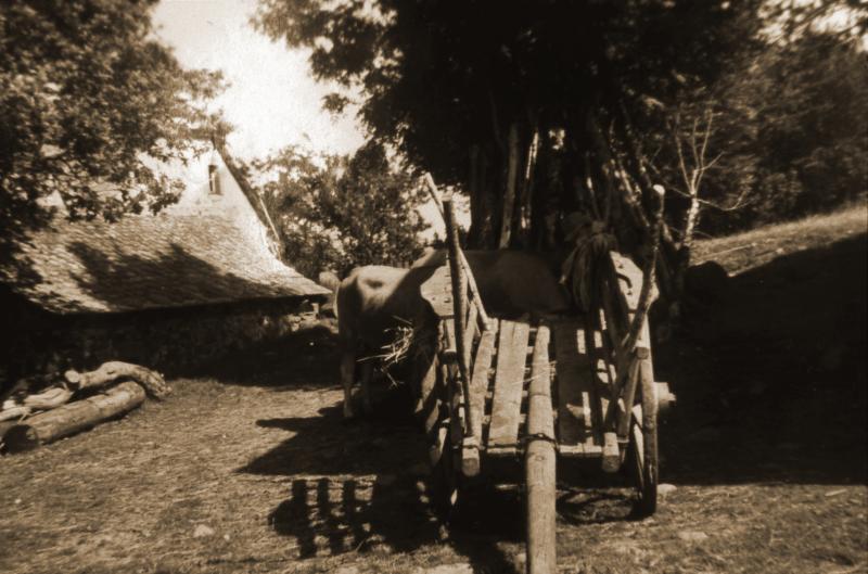 Bovidés et char (carri) vide, en Barrez (secteur de Mur de Barrez)