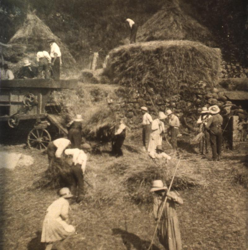 Dépiquage (escodre) mécanisé à la batteuse (batusa) et râtelage manuel de la paille (palha), à Bonan, 1932