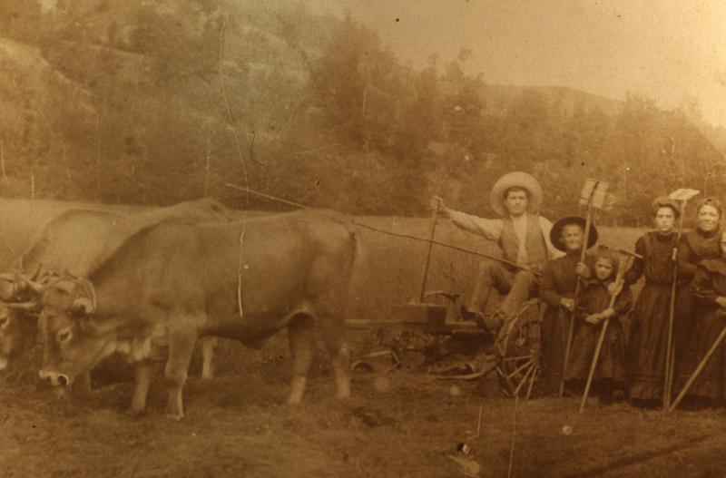 Temps de pause durant fauchage mécanisé avec paire de bovidés (parelh) et râtelage manuel, à Prades, 1908
