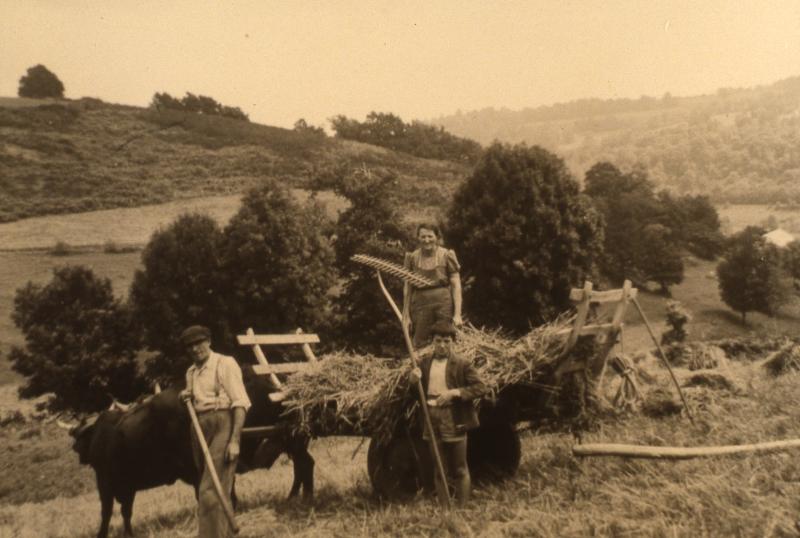 Râtelage et chargement manuels d'un char (carri), paire de bovidés (parelh), au Roc de La Mule, Bromme, juillet 1965