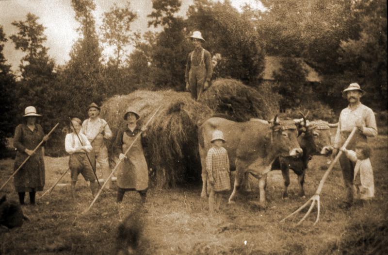 Râtelage et chargement manuels d'un char (carri), paire de bovidés (parelh), à Cussac, 1930
