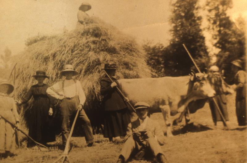 Râtelage et chargement manuels du foin, paire de bovidés (parelh), au Bac, août 1922