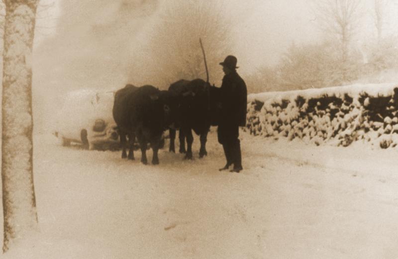 Paire de bovidés (parelh) remorquant une automobile (veitura) dans la neige (nèu), en Barrez (secteur de Mur de Barrez)