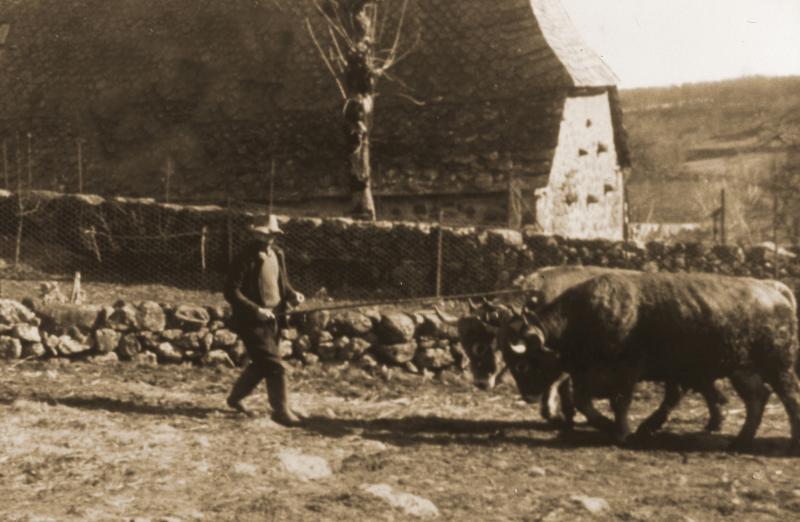 Homme guidant une paire de bovidés (parelh) devant une grange, à Ladignac