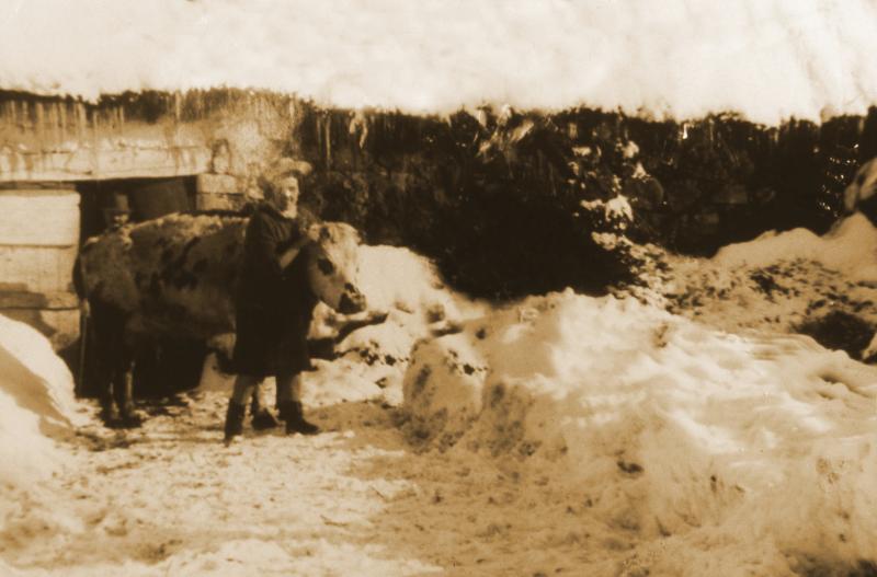 Sortie d'étable d'un bovidé dans la neige (nèu), à Frons