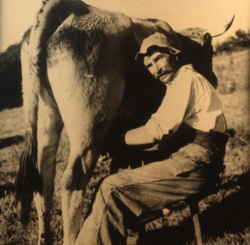 Traite (molza) manuelle d'une vache en estive, montagne du Barrez (secteur de Mur de Barrez)