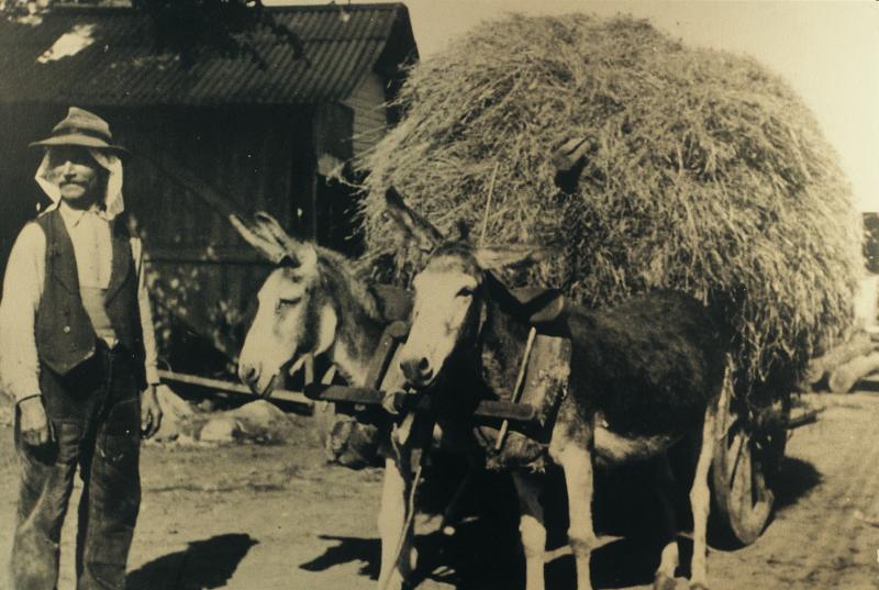 Charroi (carreg) de foin avec paire de mulets (jogata), à Bussières, 1938