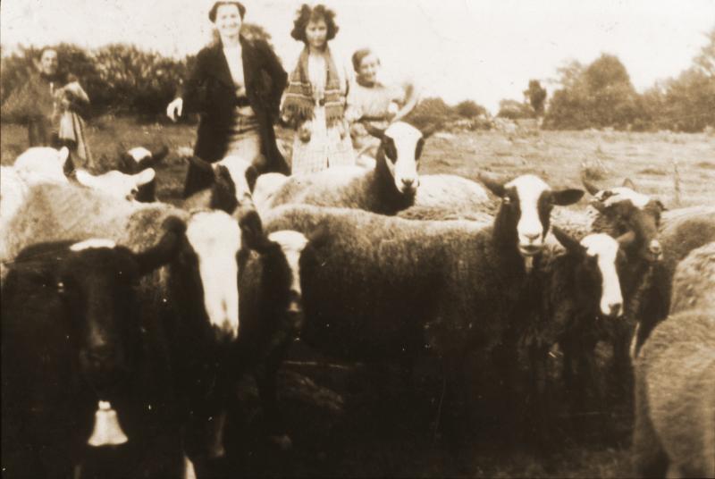 Garde d'un troupeau de brebis (fedas), au Frau de Ladignac, vers 1932