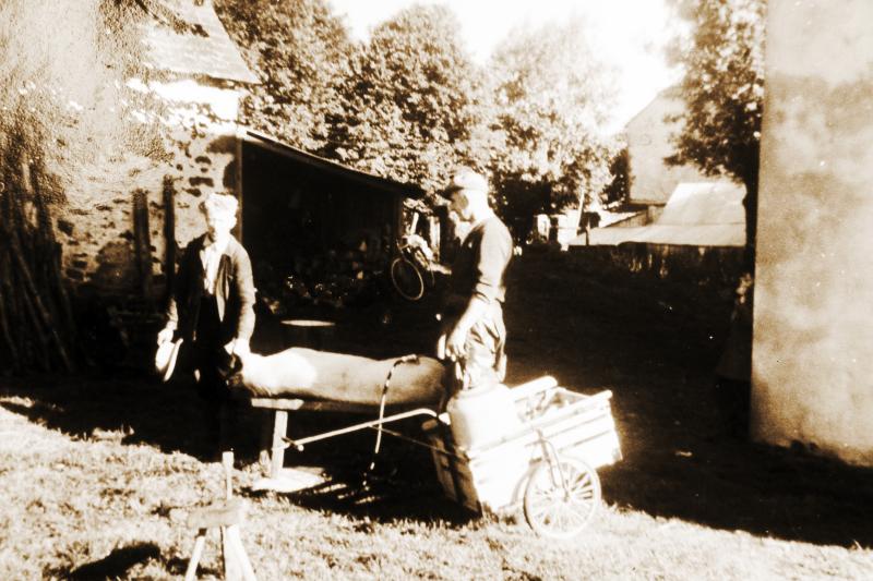 Abattage (masèl) du cochon (pòrc, tesson) sur un banc : raclage et brûlage des soies (sedas) avec appareil à gaz, 1955-1960