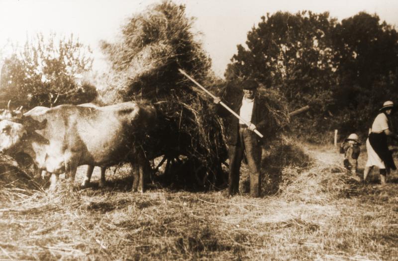 Chargement manuel du foin sur un char (carri), paire de bovidés (parelh), en Barrez (secteur de Mur de Barrez)