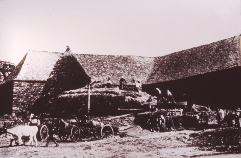 Dépiquage (escodre) mécanisé à la batteuse (batusa) actionnée par une locomobile (caufusa) et paire de bovidés (parelh), à Bonnefon, vers 1910