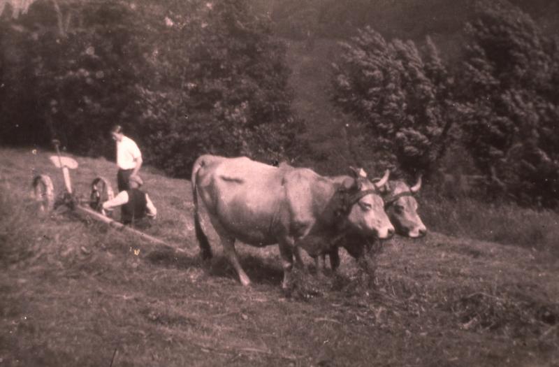  Réparation durant fauchage mécanisé avec paire de bovidés (parelh), à Renjard, juillet 1930