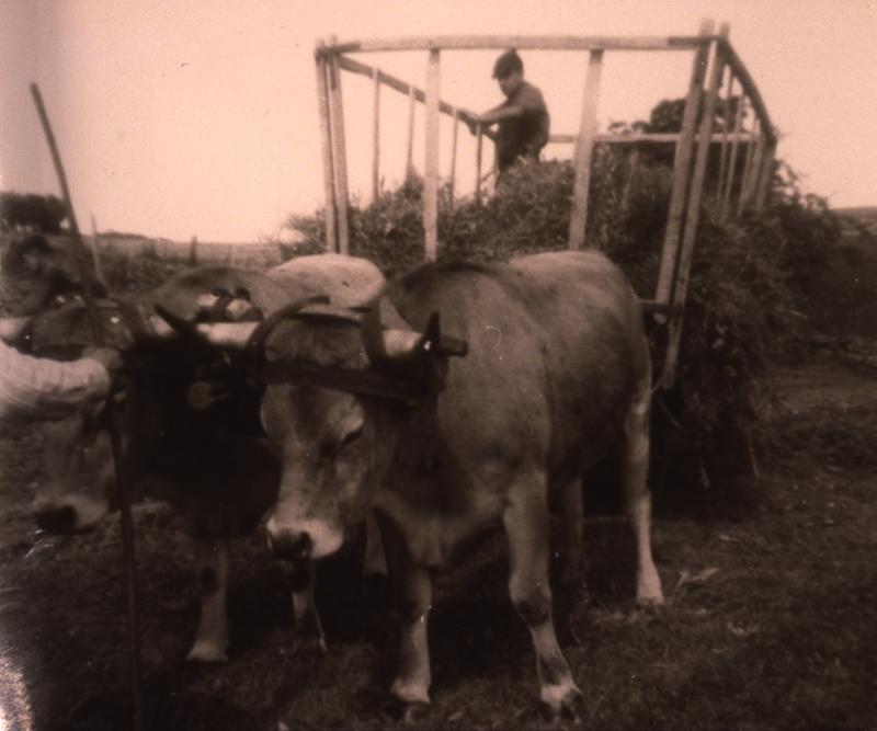 Chargement manuel du foin sur char-cage ou à claies (carri de cledas), paire de bovidés (parelh), en Aubrac (secteur de Saint-Chély d'Aubrac), août 1964